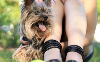 6 Tips For Going Green With Your Dog!