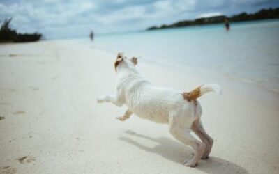 5 Fun Ways To Work Out With Your Dog