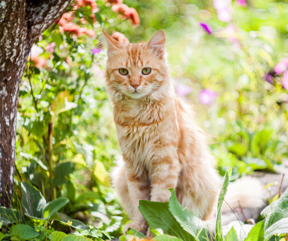 Getting Your Cat Ready For The Outdoors!