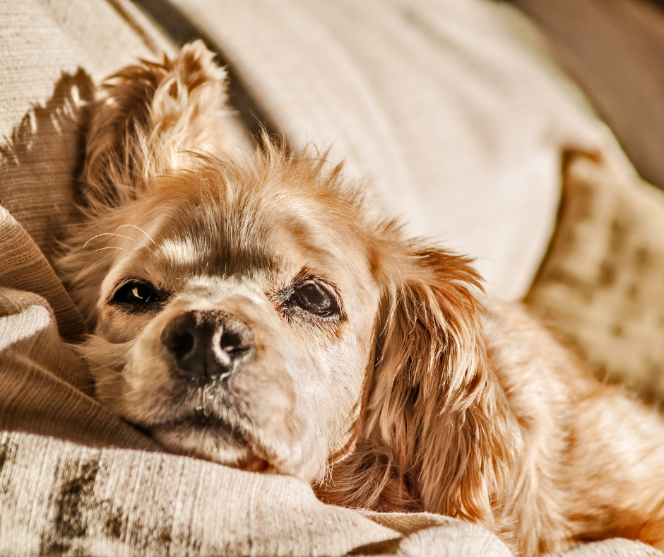 Boredom Busters For Home Alone Dogs!