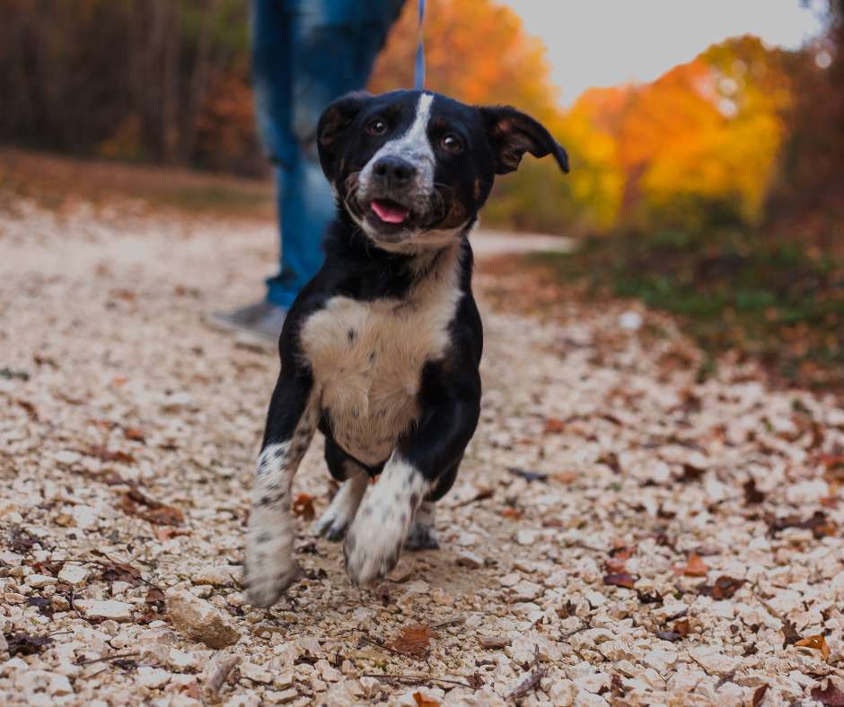 Dogs and Routine