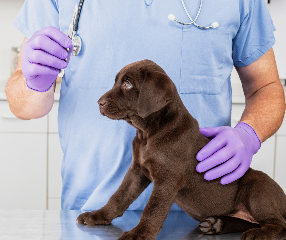 When Should You Neuter Your Pet?