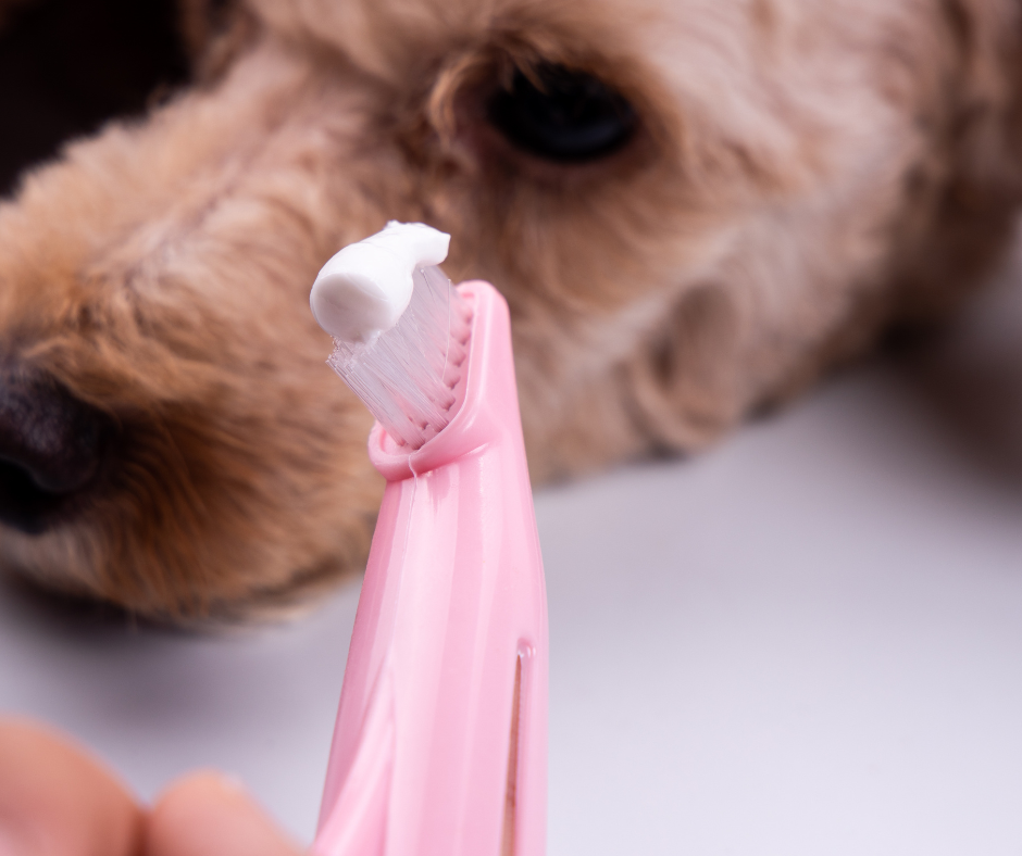 The Importance Of Good Pet Dental Hygiene