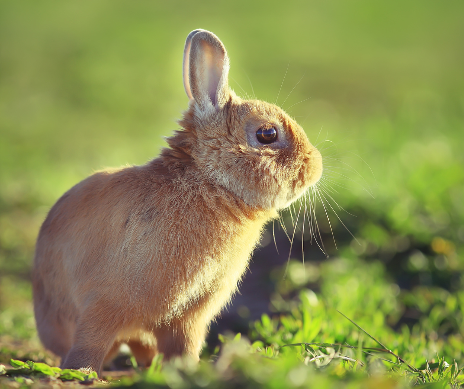 Enjoying The Summer With Small Animals!