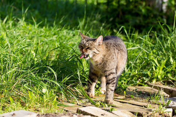 Why does my cat eat grass? Mark + Chappell