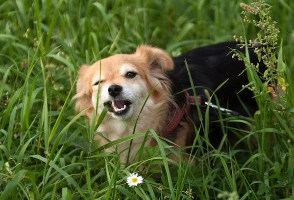 Why does my dog eat grass? Mark + Chappell