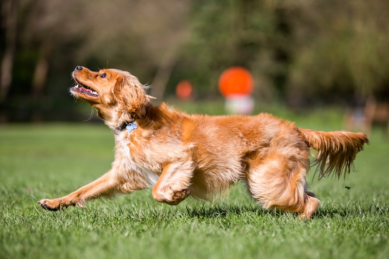 Moderately Active Breeds - Cocker Spaniel - Mark + Chappell