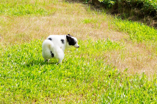 How to stop dog wee killing grass