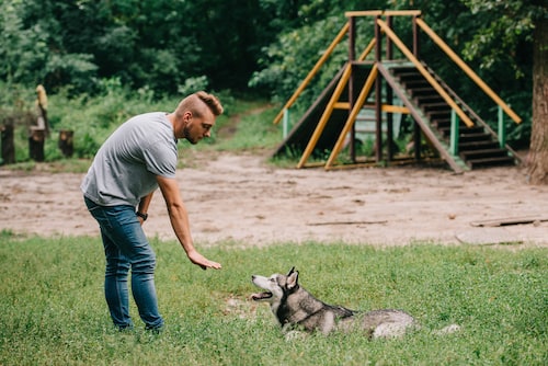 How to Keep Your Older Dog Active - Mark and Chappell