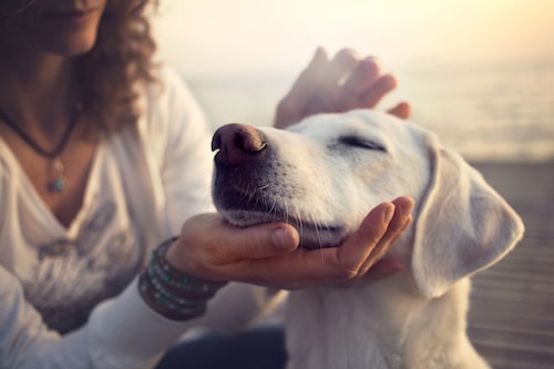 How to Keep Your Older Dog Active - Mark and Chappell