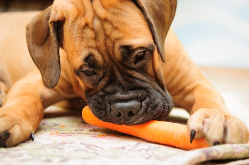 How to Keep Your Older Dog Active - Mark and Chappell