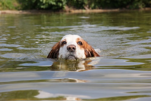 How to Keep Your Older Dog Active - Mark and Chappell