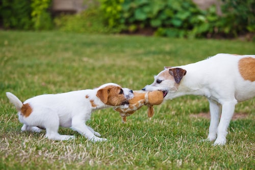 How to Keep Your Older Dog Active - Mark and Chappell