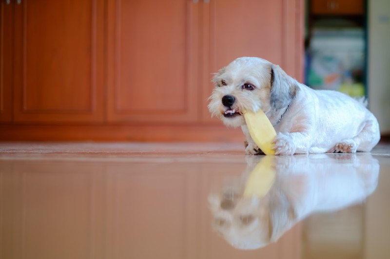 Healthy Treats for Dog Training - Mark + Chappell 1