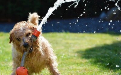 Help Your Pets Stay Cool This Summer!