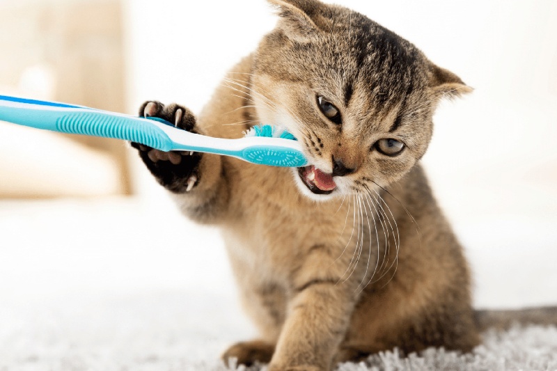 How-to-Clean-Your-Cats-Teeth-at-Home-Mark-Chappell