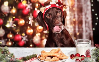 Christmas Dinner For Dogs!