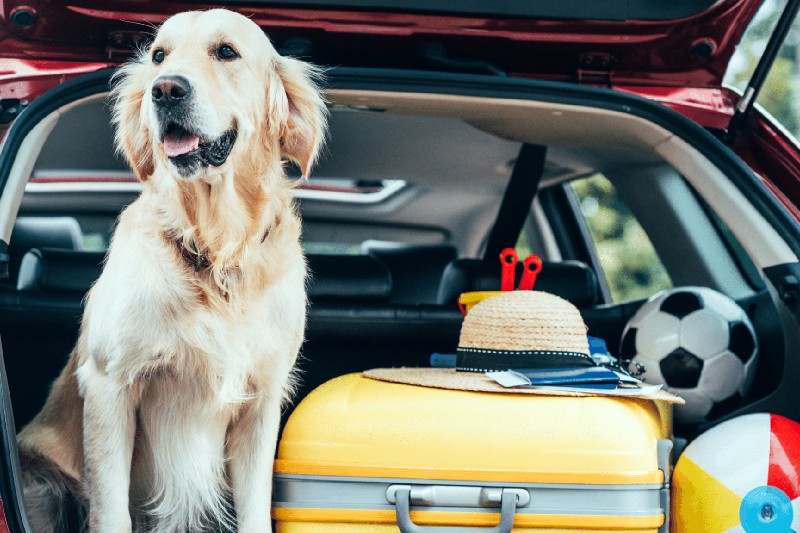 How To Deal With Dog Car Sickness - Mark + Chappell (1)