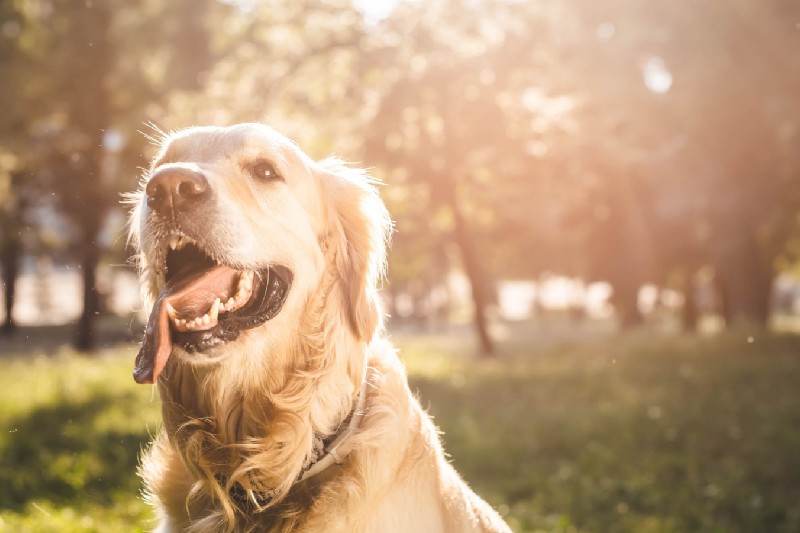 How To Keep Your Dog Cool In Summer - Mark + Chappell (1)