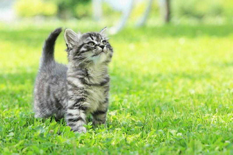 8 Top Kitten Training Tips - Mark + Chappell (1)