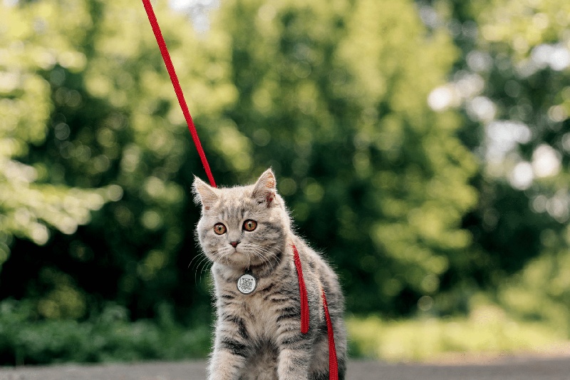 8 Top Kitten Training Tips - Mark + Chappell (3)