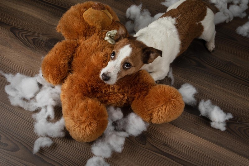 How To Recognise The Symptoms Of Dog Anxiety - Mark + Chappell (1)