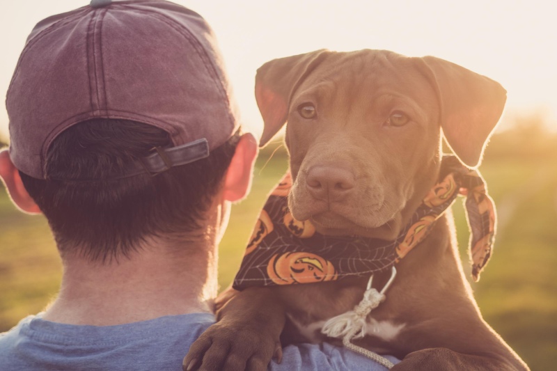 How To Recognise The Symptoms Of Dog Anxiety - Mark + Chappell (3)