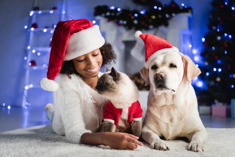 12 Fun Ways To Celebrate Christmas With Pets - VetIQ (1)