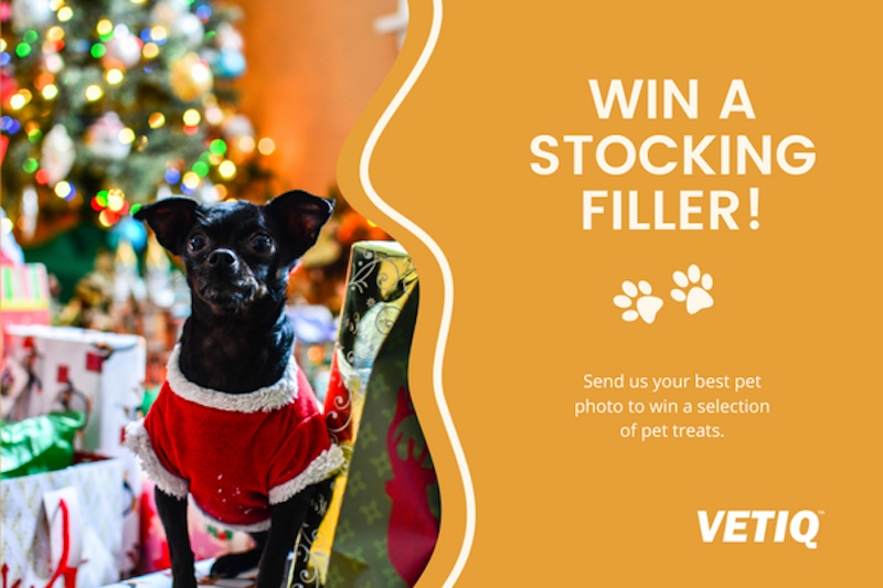 Christmas Pet Competition 2023 - VetIQ UK