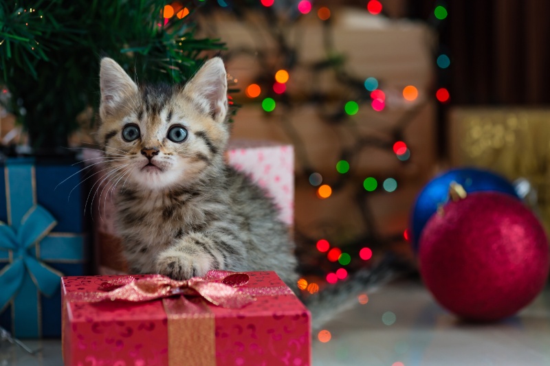 Christmas Safety Tips For Pet Owners - VetIQ (1)