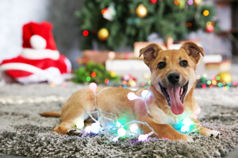 Christmas Safety Tips For Pet Owners - VetIQ (3)