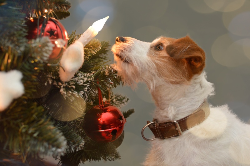 Christmas Safety Tips For Pet Owners - VetIQ (4)