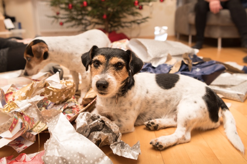 Christmas Safety Tips For Pet Owners - VetIQ (5)