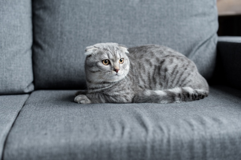 Tips For Leaving A Cat Alone At Home - VetIQ (1)