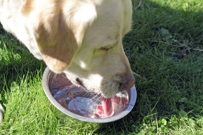 Advice For Keeping Dogs Safe At Barbecues