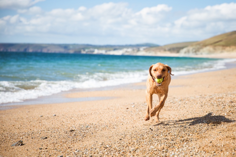 Protecting Your Dog From Sunburn This Summer - VetIQ (1)