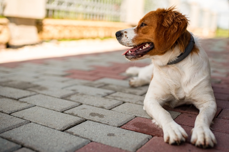 Protecting Your Dog From Sunburn This Summer