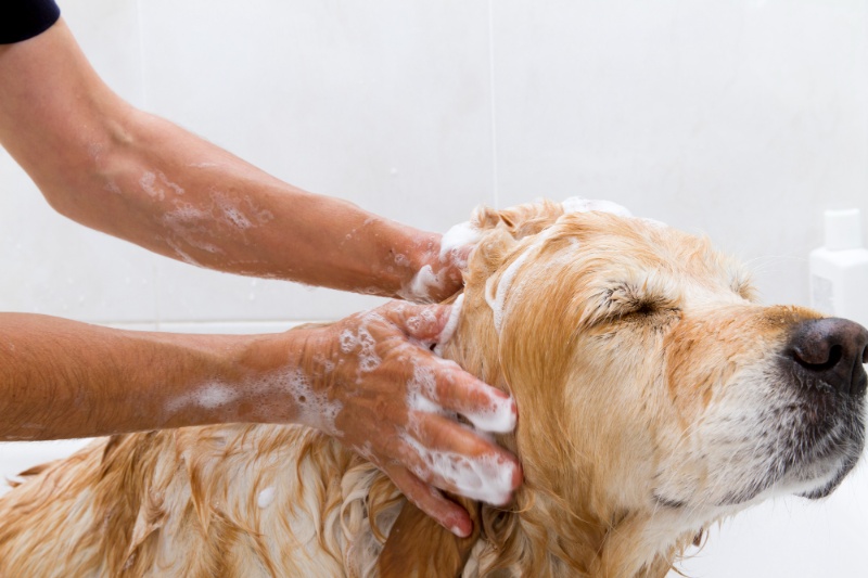 Tips For Preventing Fleas And Ticks In Dogs This Summer