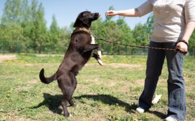 The Benefits Of Training A Dog For Its Mental And Emotional Well-Being