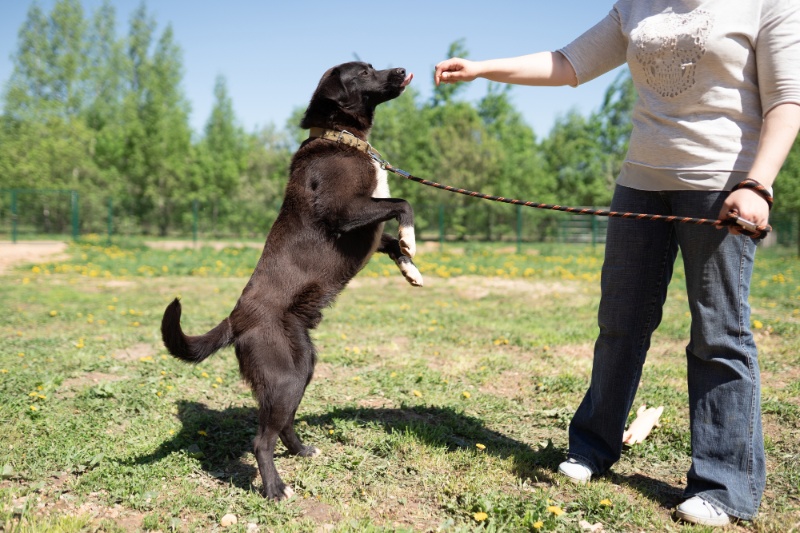 The Benefits Of Training A Dog For Its Mental And Emotional Well-Being - VETIQ (1)