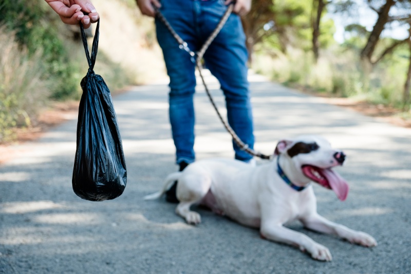 5 Strategies To Stop Your Dog Eating Poop - VETIQ (1)