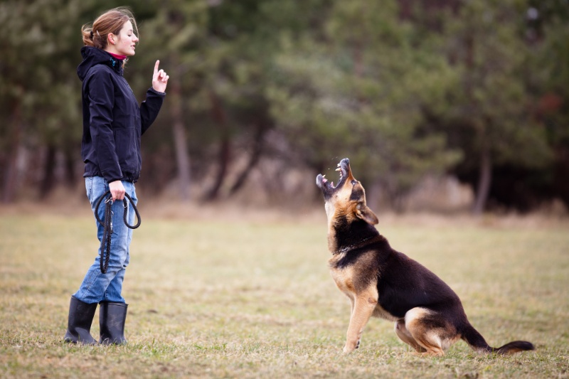 5 Strategies To Stop Your Dog Eating Poop - VETIQ (2)