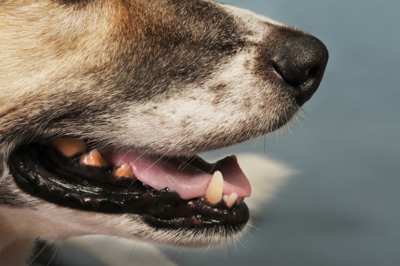 6 Common Causes Of Bad Dog Breath - VETIQ (1)