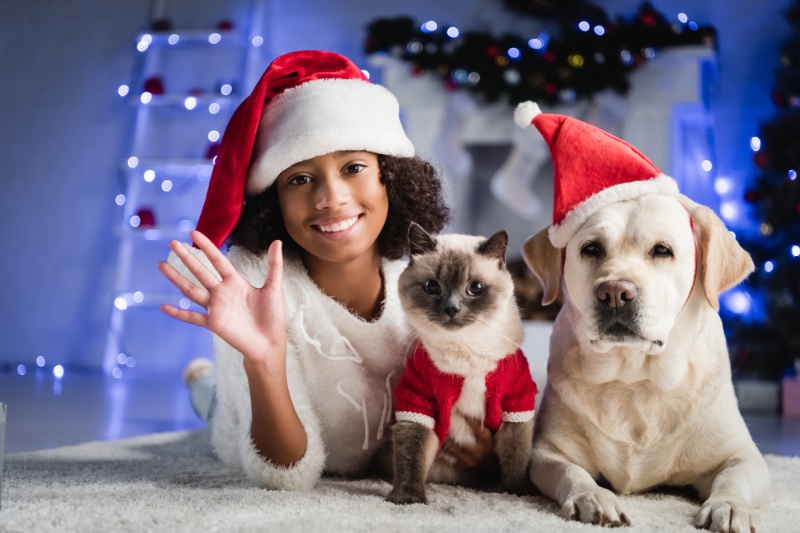 Enjoying A Safe And Peaceful Christmas With Pets - VETIQ (1)