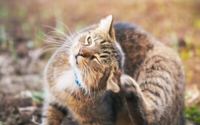 Fleas In Cats And Dogs: The Risks And Solutions