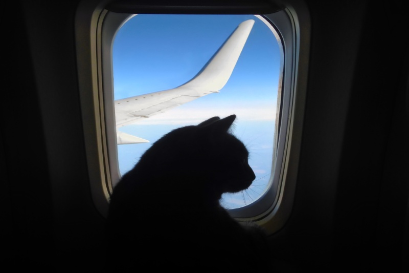 Great Tips For Travelling With Pets This Summer - VETIQ (5)