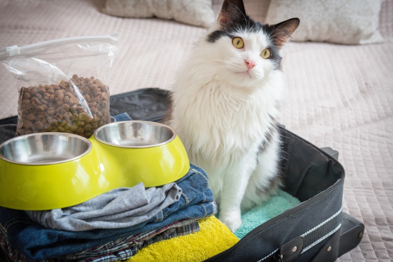 Our Complete Checklist For Travelling With Your Pets This Summer - VETIQ (2)