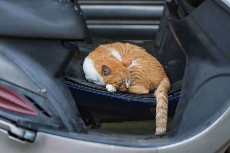 Our Complete Checklist For Travelling With Your Pets This Summer - VETIQ (3)