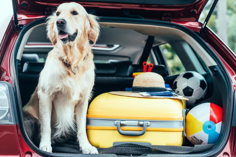 Our Complete Checklist For Travelling With Your Pets This Summer - VETIQ (4)