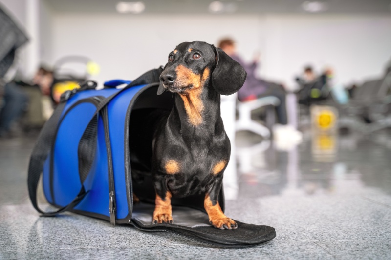 Our Complete Checklist For Travelling With Your Pets This Summer - VETIQ (6)